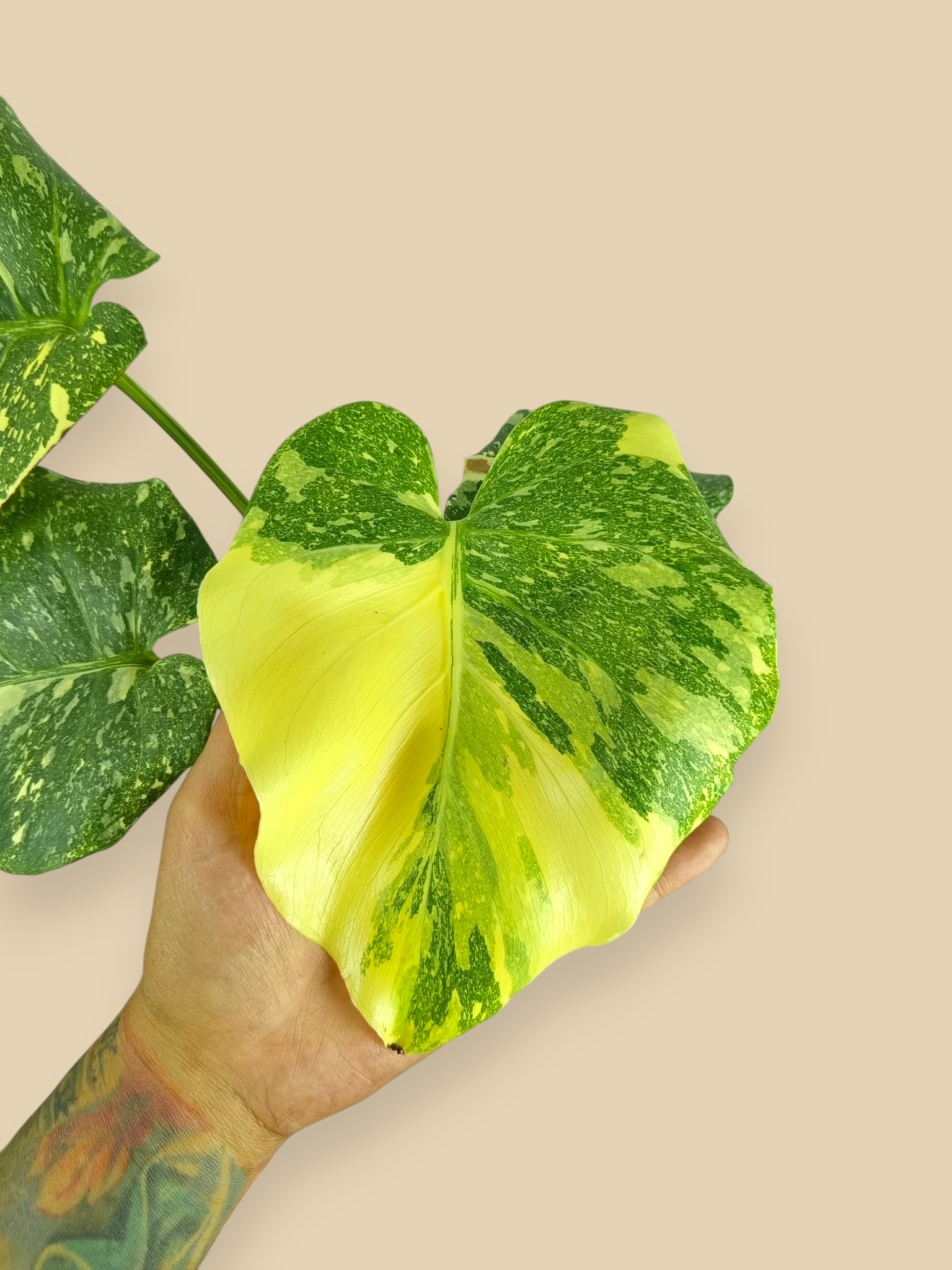 Monstera Thai Constellation Creme Brulee
