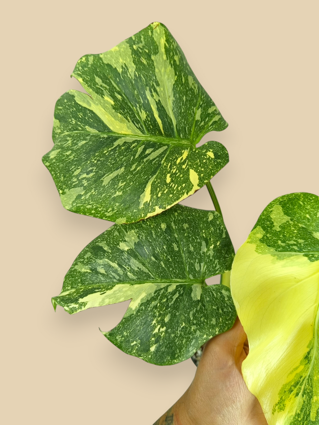 Monstera Thai Constellation Creme Brulee