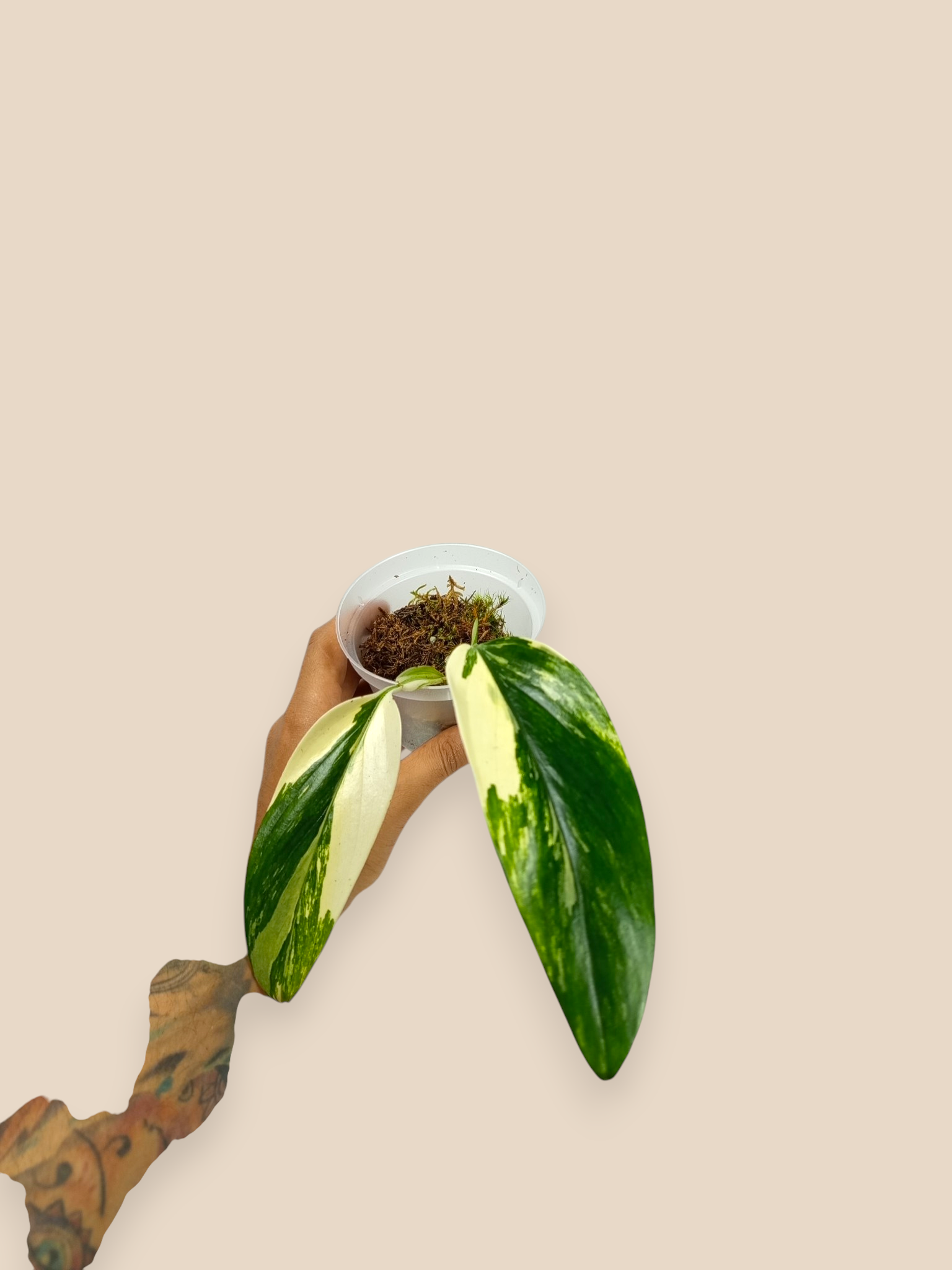 Monstera standleyana Variegata